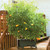 EarthBox Easy-Grow Garden Bundle