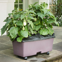 EarthBox Original Gardening System - Eggplant