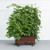 EarthBox Easy-Grow Garden Bundle