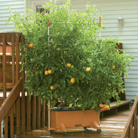 EarthBox Tomato Growing Bundle