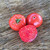 EarthBox Tomato & Veggie Boost