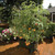EarthBox Tomato Growing Bundle